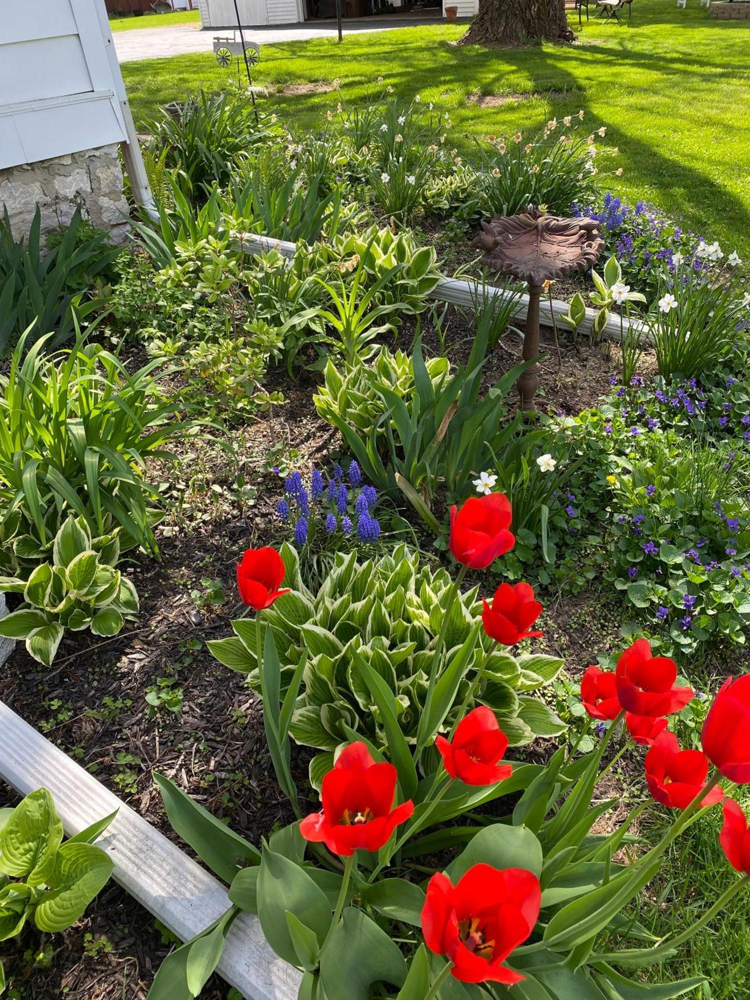 The Vine Bed & Breakfast, Llc Дънди Екстериор снимка
